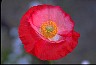 Poppy II - Doctor David Cohen Path 