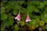  Doctor David Cohen Path Twinflower