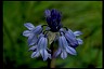 Wild Hyacinth