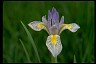 Rocky Mountain Iris - Doctor David Cohen Path 