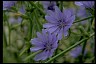 Chicory Means Doctor David Cohen Path Chicory