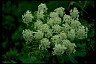 Cow parsnip Doctor David Cohen Path 