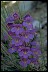 Penstemon III - Doctor David Cohen Path 