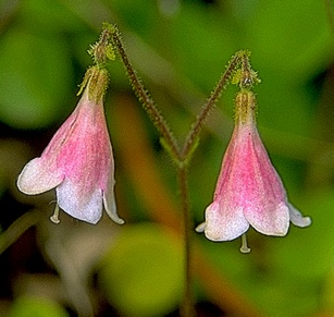  Doctor David Cohen Path Twinflower